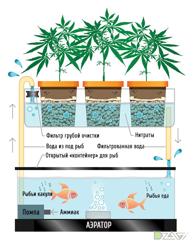 Как вырастить марихуану воде вся информация о конопле